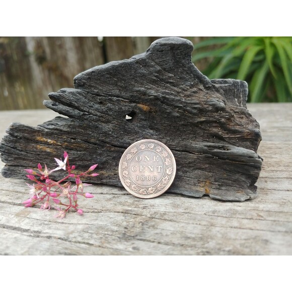 Antique 1886 Canada One Cent Coin, Vintage Queen Victoria Canadian Penny - Picture 7 of 10